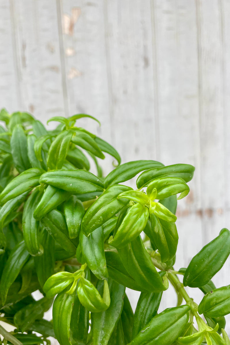 Close photo of a plant with narrow, bright green leaves. The plant is Aeschynanthus radicans 'Tangerine' and is shown against a gray wall.