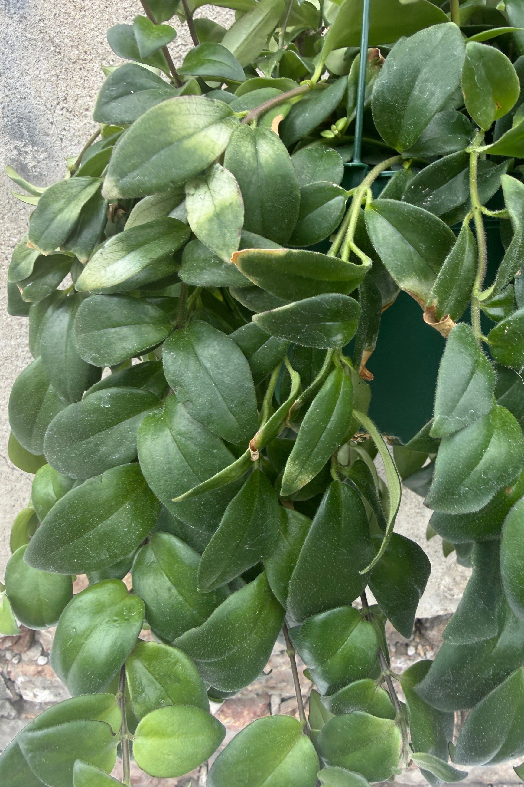 Hanging Aeschynanthus radicans plant with a textured wall background ©Sprout Home