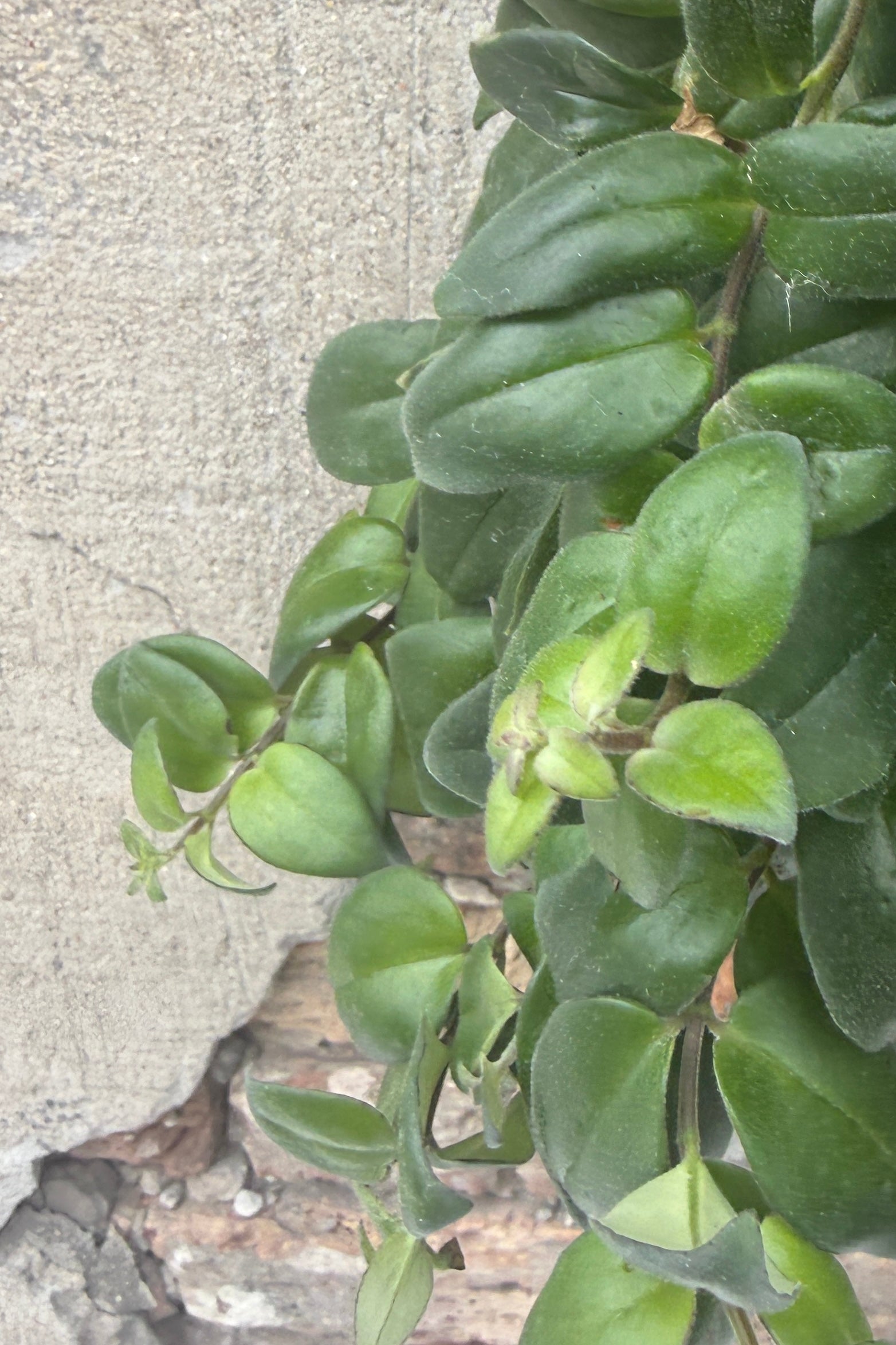 Green Aeschynanthus radicans hanging plant against a textured wall ©Sprout Home