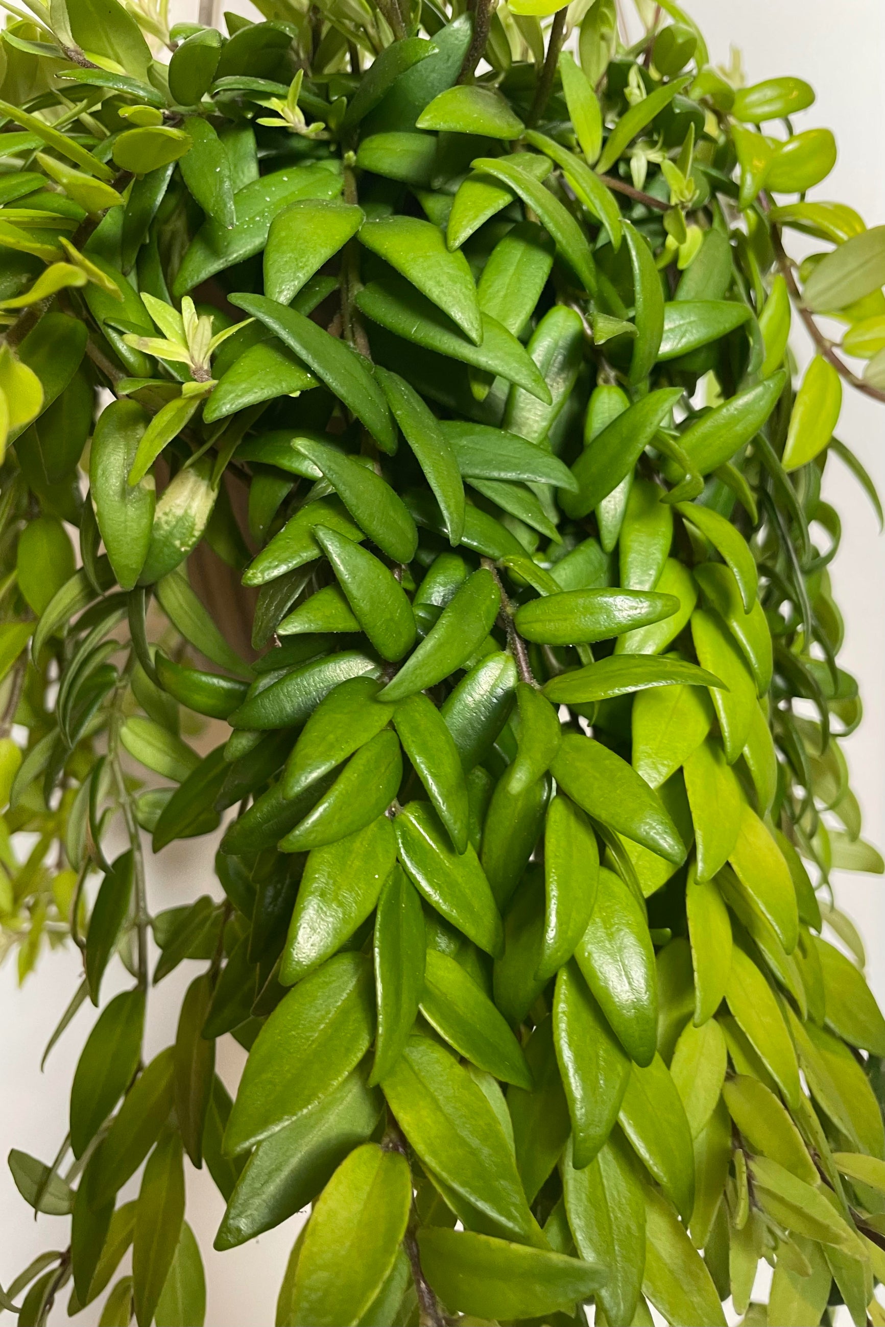 Close photo of dense foliage. The leaves are semi glossy and small and pointed and are solid green in color. The leaves are on cascading vines and of a plant called Aeschynanthus japhrolepis and photographed against a white wall.©Sprout Home