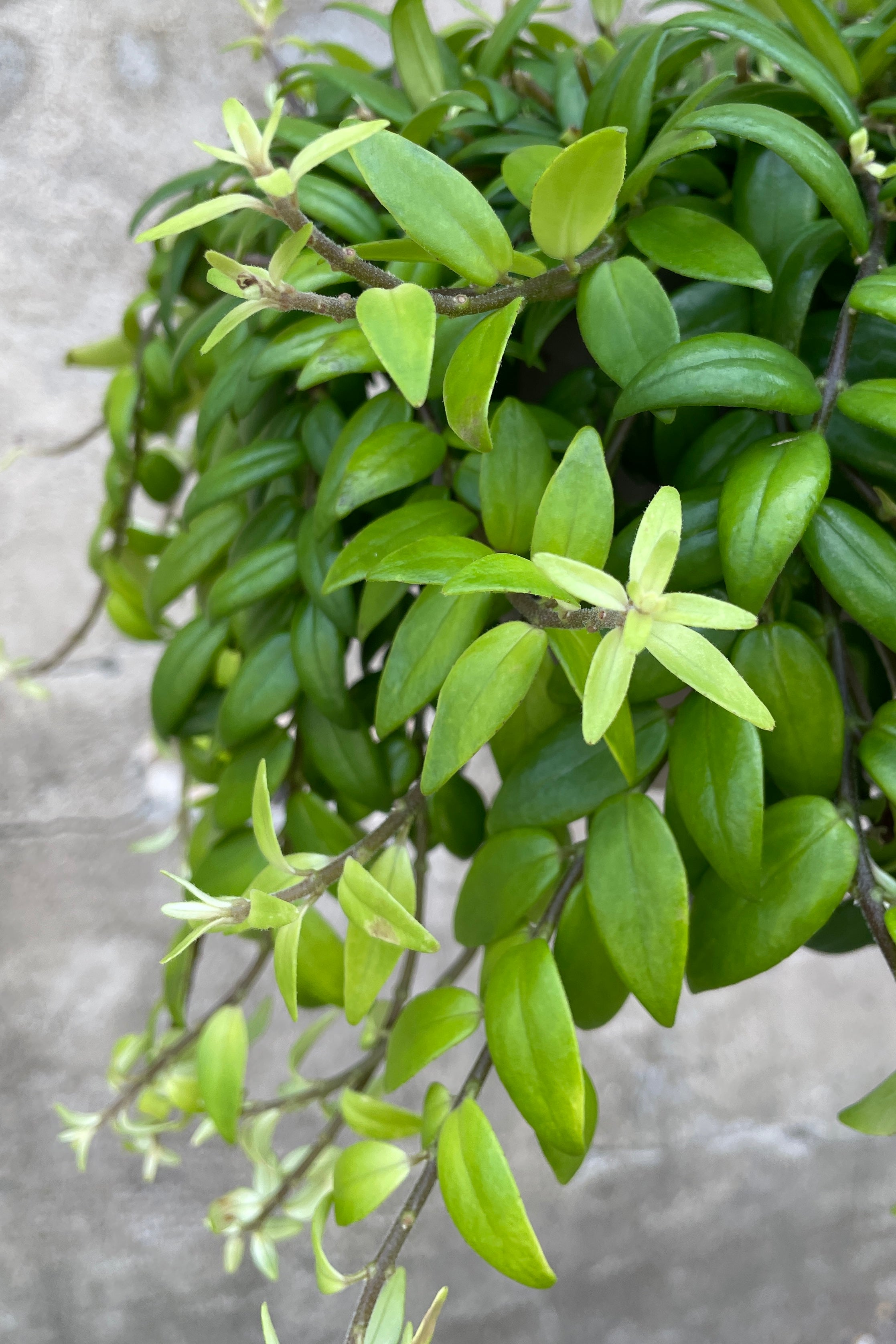 Detail photo of the Aeschynanthus japhrolipsis plant at Sprout Home