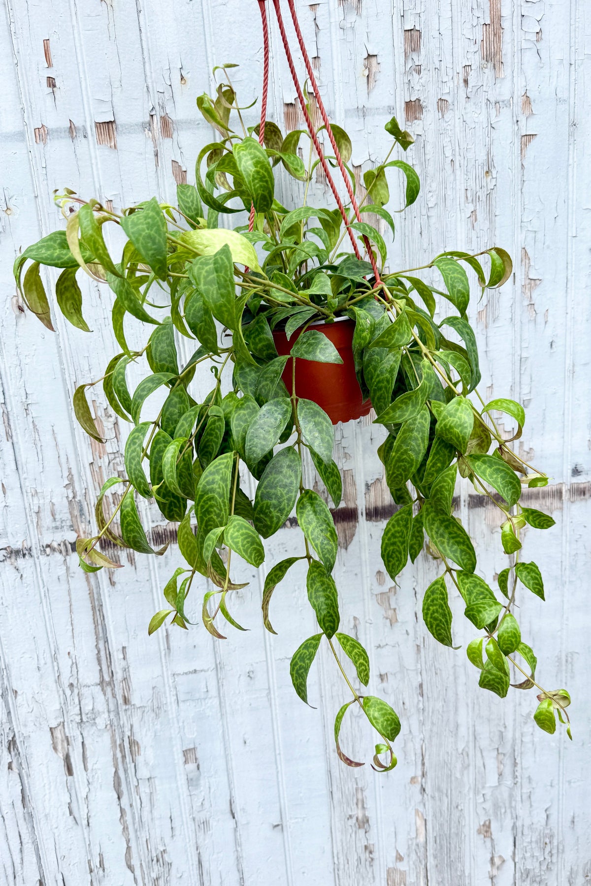 Aeschynanthus marmoratus (syn. longicaulis) 6" against a grey wood wall ©Sprout Home