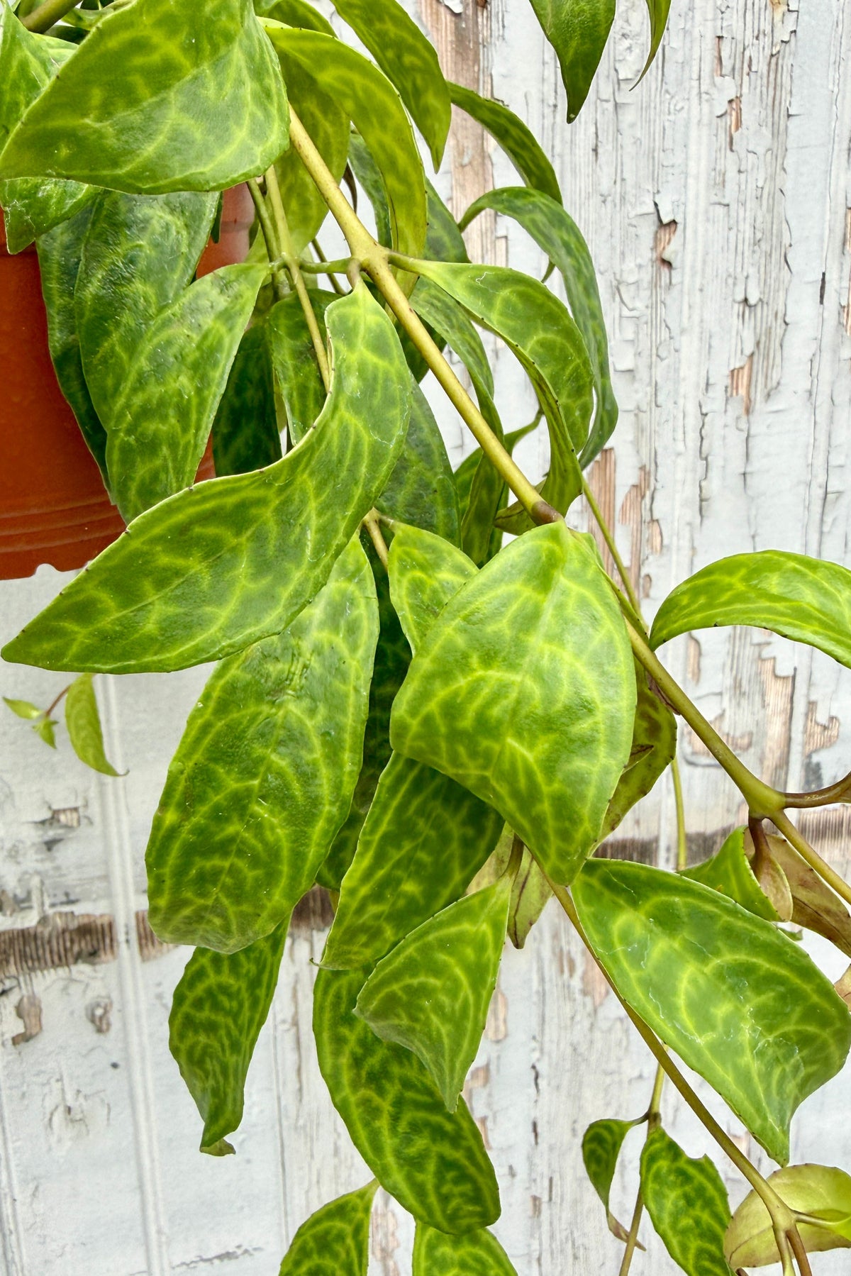 Aeschynanthus marmoratus (syn. longicaulis) detail of the leaves up close ©Sprout Home