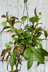 Photo of a vining plant hanging against a gray wooden wall. The plant has mottled green leaves while the backside of each leaf is green with purple mottling. The plant is called Aeschynanthus marmoratus which is synonymous with Aeschynanthus longicaulis.