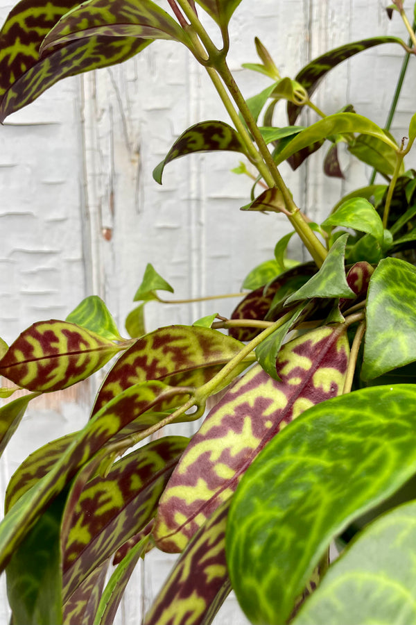 Close Photo of a vining plant hanging against a gray wooden wall. The plant has mottled green leaves while the backside of each leaf is green with purple mottling. The plant is called Aeschynanthus marmoratus which is synonymous with Aeschynanthus longicaulis.