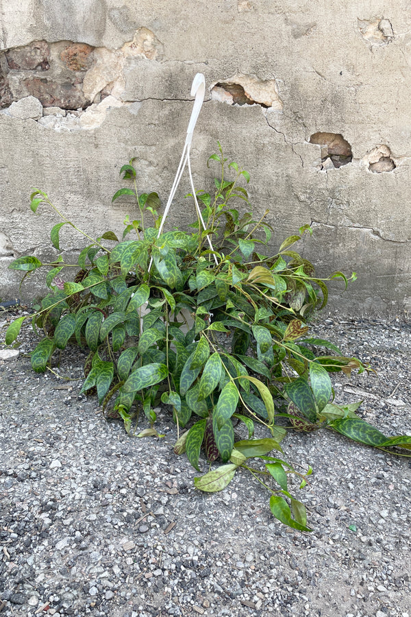 Aeschynanthus marmoratus in an 8" growers pot spilling out of the pot against a conctete wall. 