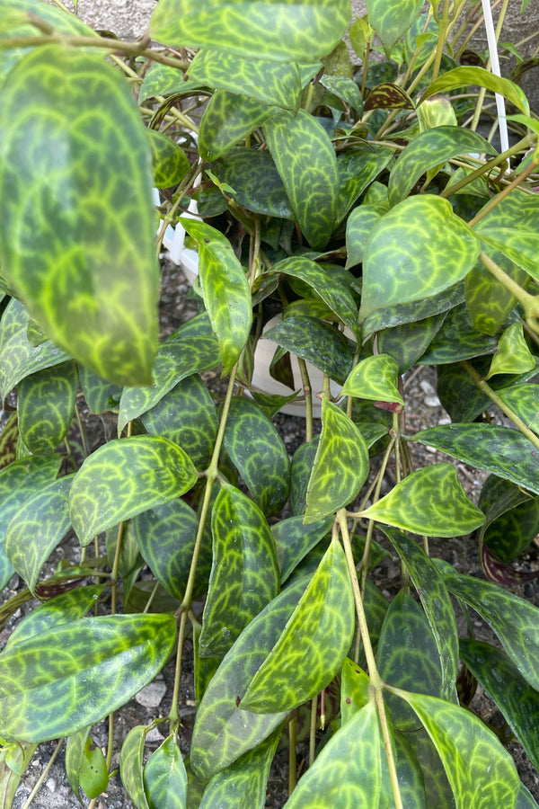 A close up of the marbled looking leaves of the Aeschynanthus marmoratus .