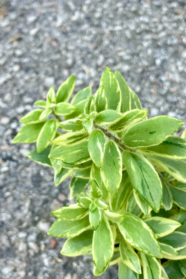 Close photo of the yellow and green variegated leaves of Aeschynanthus 'Bolero Bicolore'