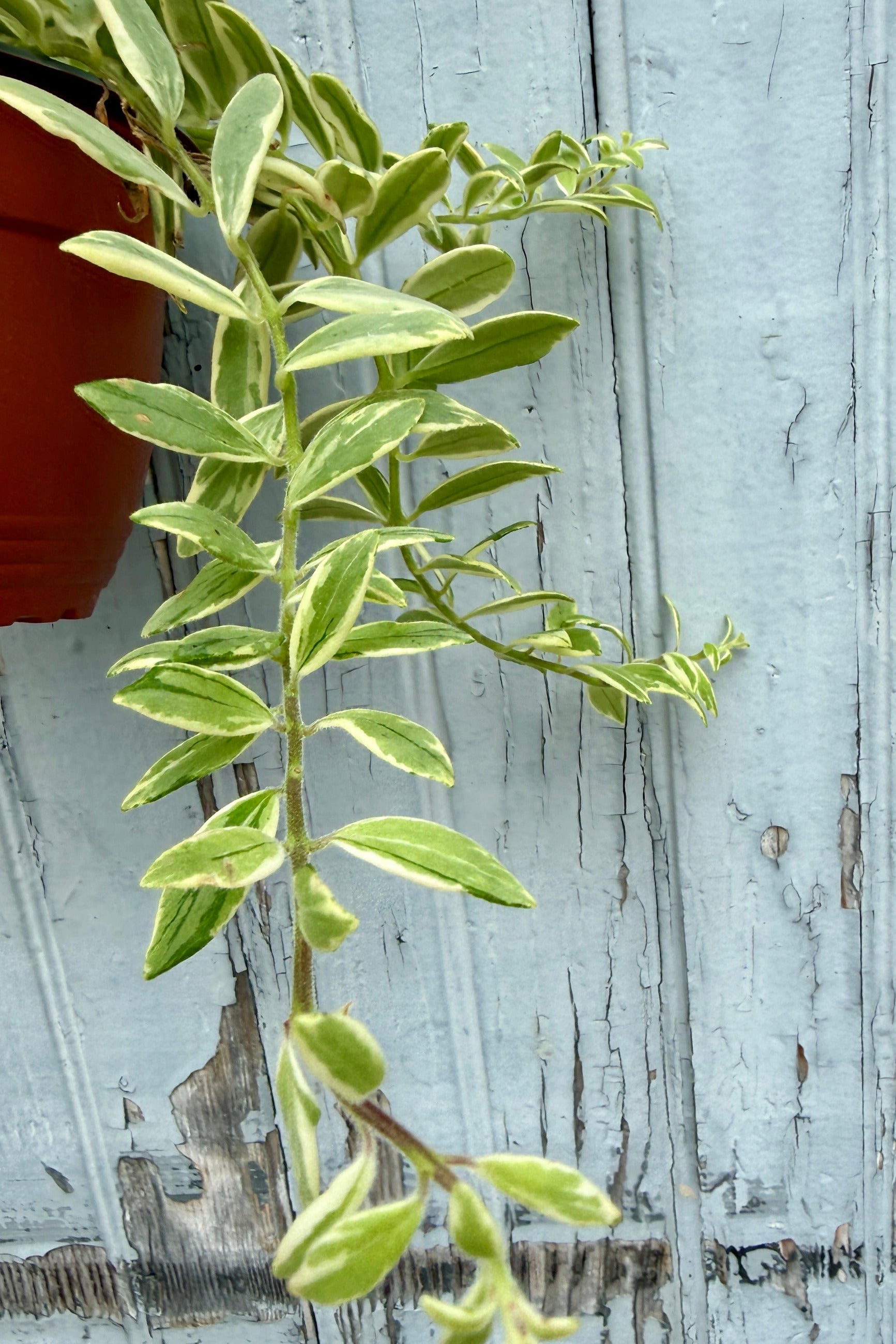 Variegated Aeschynanthus radicans 'Bolero Bicolor' with green and cream leaves hanging against a distressed light blue wooden wall, with part of a terracotta pot visible at the upper left. ©Sprout Home