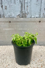 A front-facing photo of Aeschynanthus 'Rasta' in a black pot. The plant has bright green curled leaves with vines just reaching the end of the pot. The plant is shown in a black pot against a gray wall.