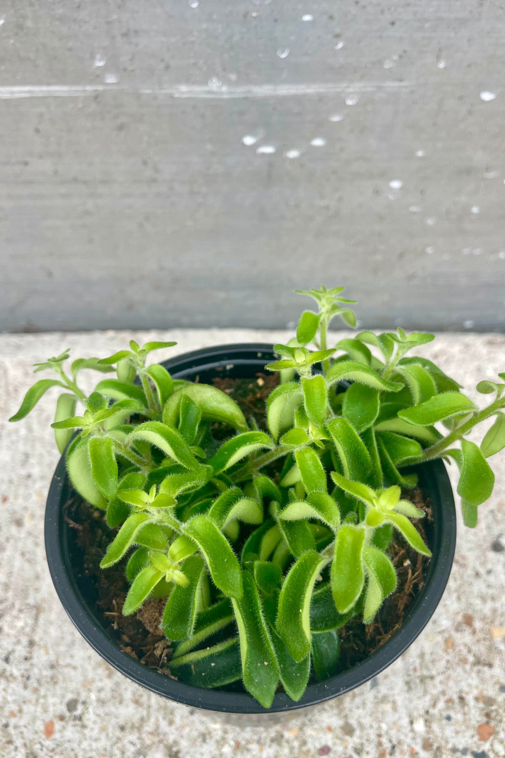An overhead photo of Aeschynanthus 'Rasta' showing its bright green, curled leaves. The plant is in a black pot and shown against a cement background. ©Sprout Home