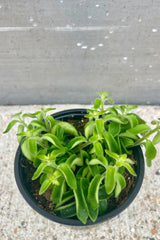 An overhead photo of Aeschynanthus 'Rasta' showing its bright green, curled leaves. The plant is in a black pot and shown against a cement background.