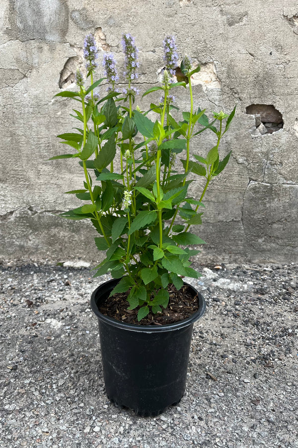 Agastache 'Blue Fortune' in #1 growers pot showing the bushy upright stems and blooming spikes of lavender-blue flowers in mid-August at Sprout