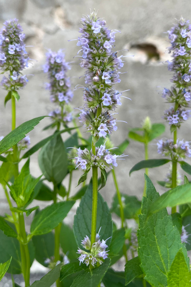 Detail image of Agastache 'Blue Fortune' showing the start of blooming soft lavender-blue flowers in mid-august at Sprout