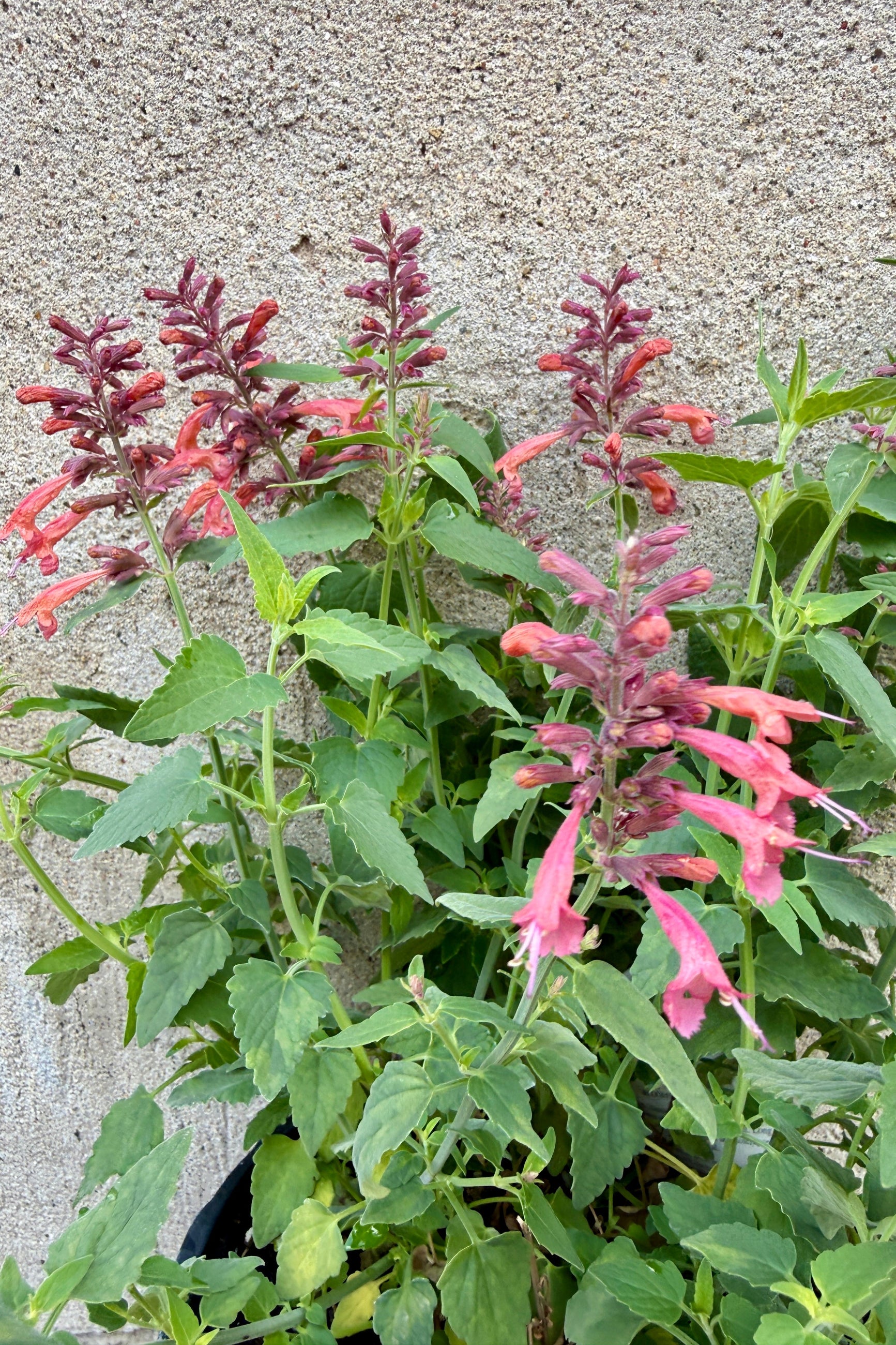 Agastache 'Guava Lava' #1 Pink flowers with green leaves the end of May against a concrete wall ©Sprout Home