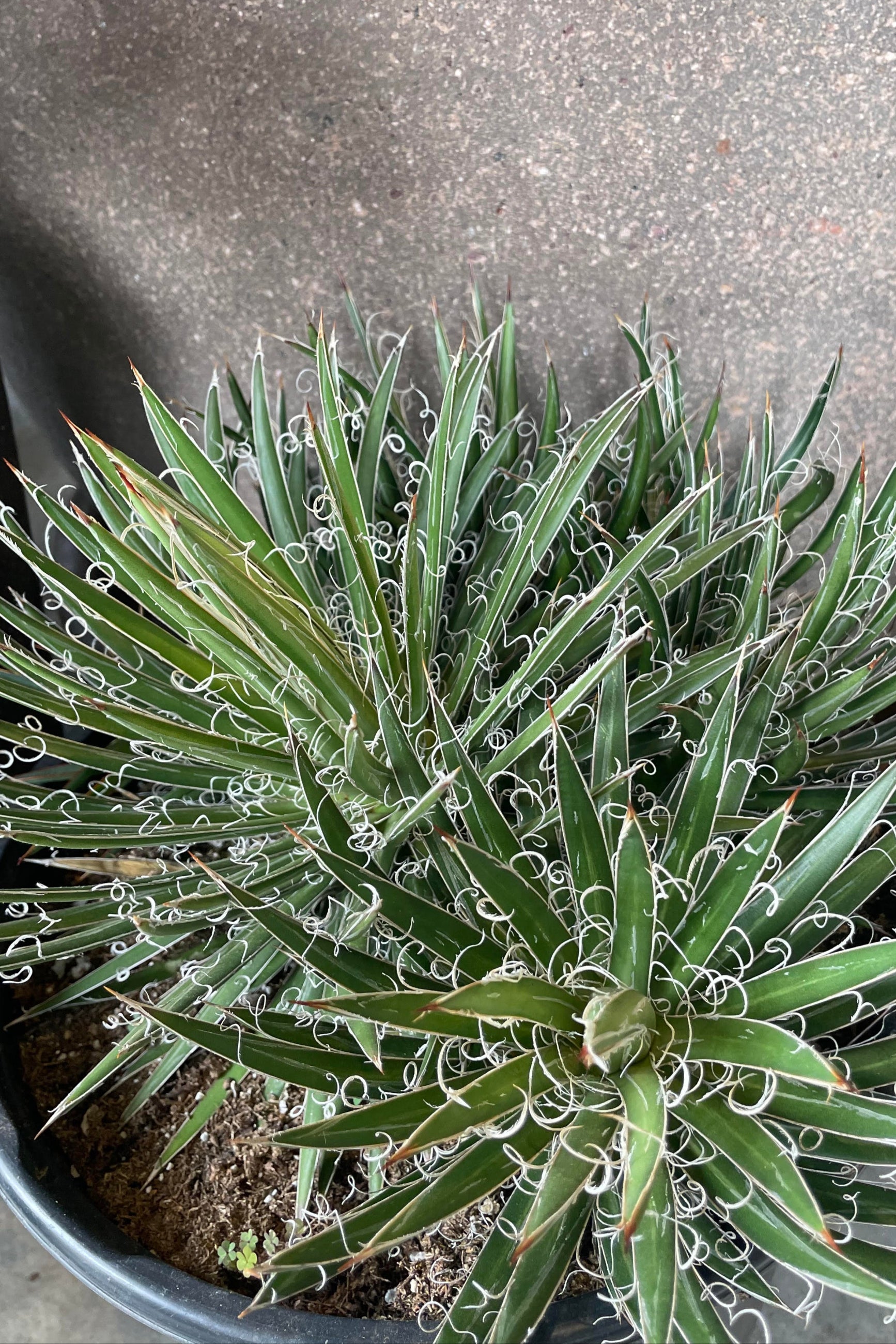 Photo of a succulent plant with narrow pointed leaves. The leaves are green with white margins and white hair-like protrusions. Shown against a gray wall viewed from above ©Sprout Home