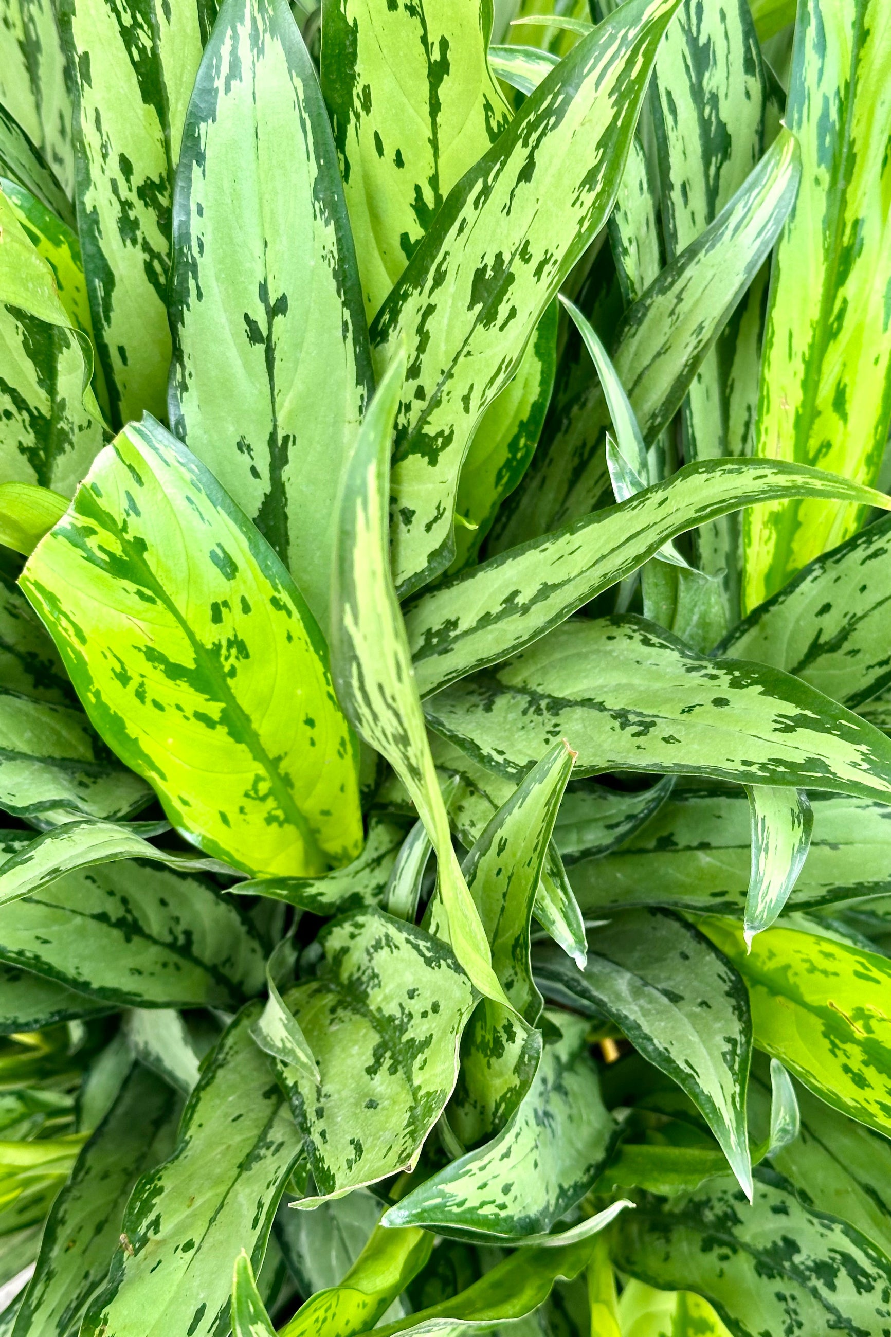 An up close image of the Aglaonema 'Cutlass' whooping its green and mind colored leaves. ©Sprout Home