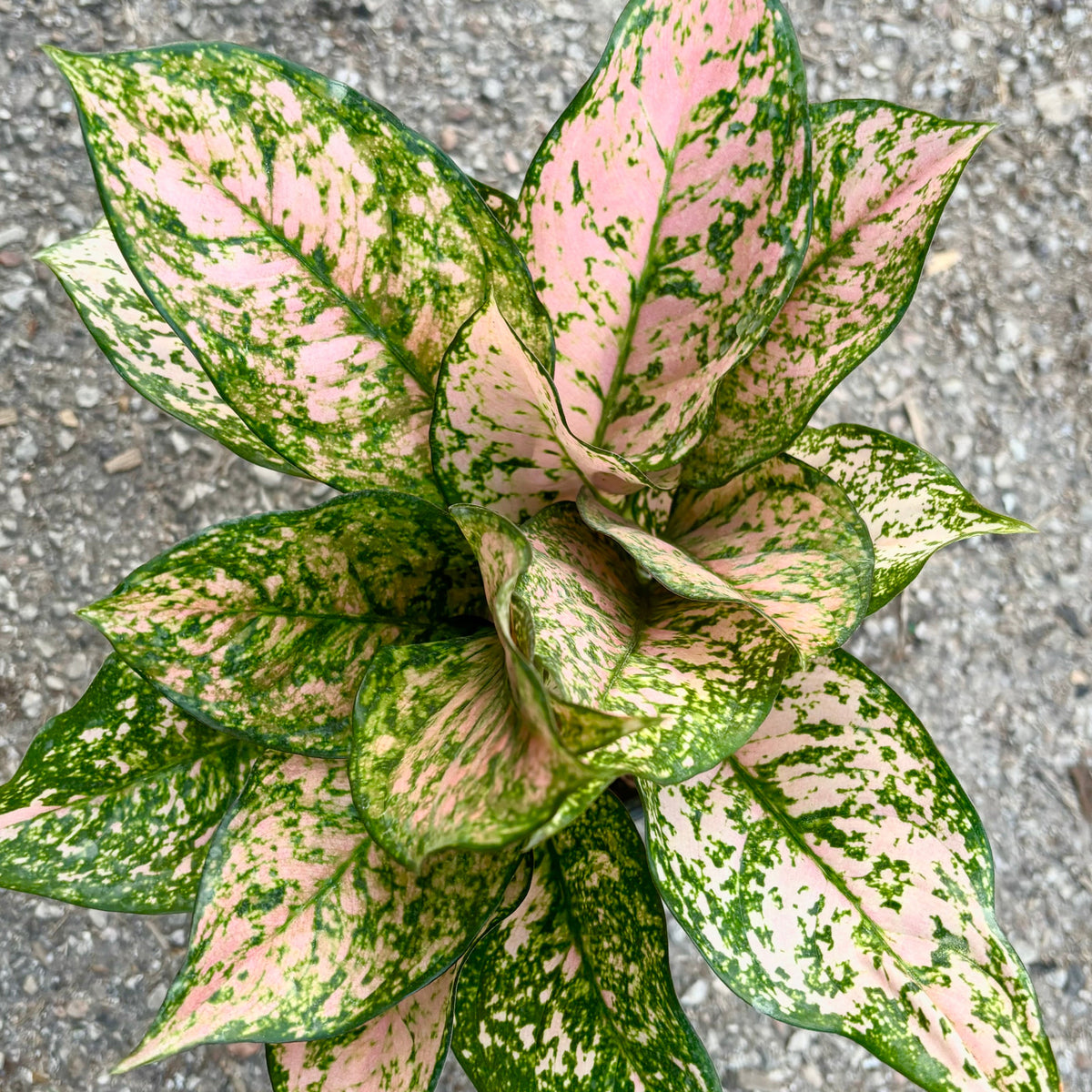 aglaonema etta rose pinterest Aglaonema 'Etta Rose' 6