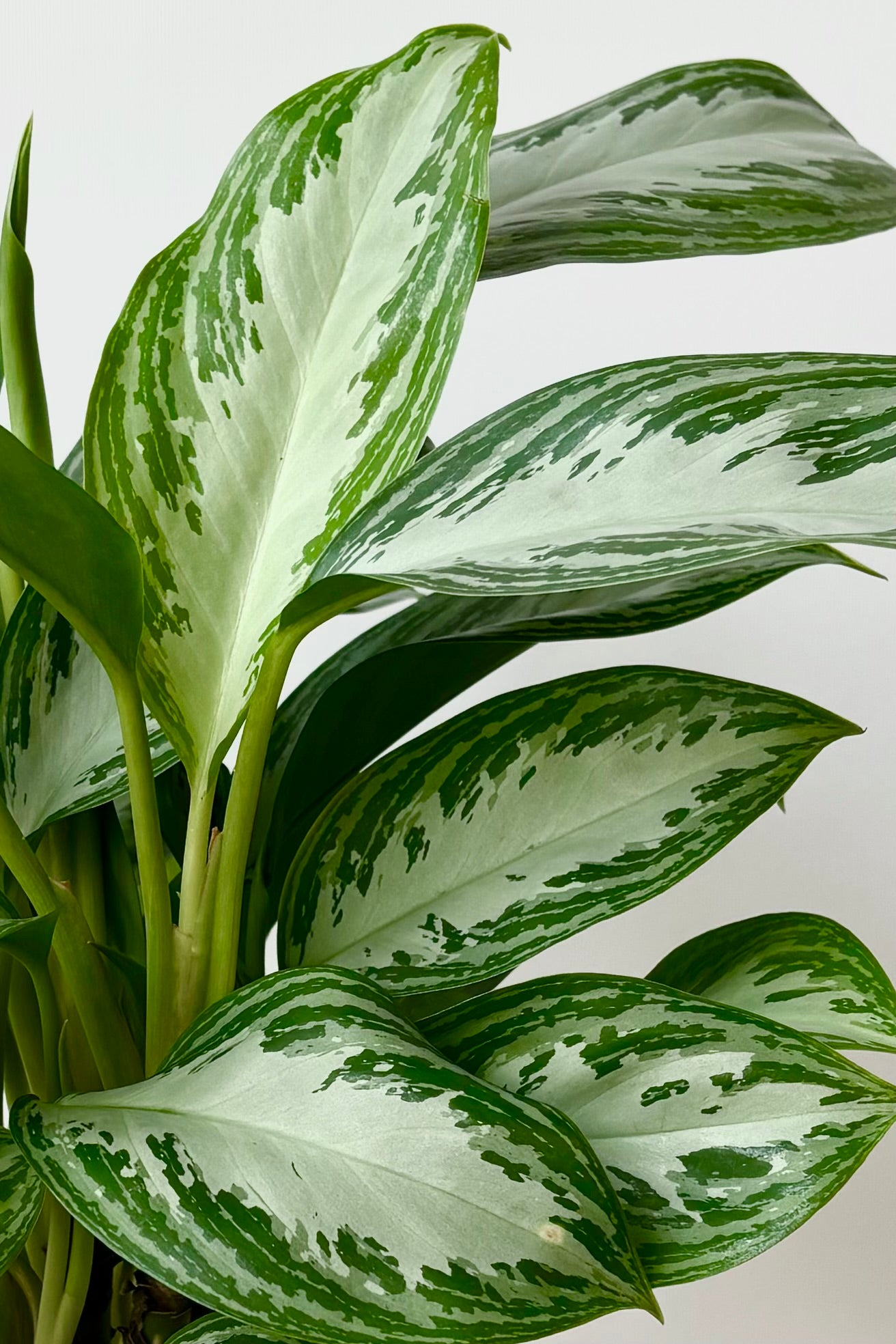 Close up photo of Aglaonema Leprachaun leaves with silver center and spotted green margin against white background ©Sprout Home