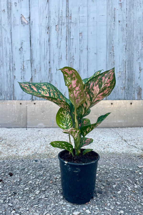 Photo of Aglaonema 'Lady Valentine' plant in a black pot against a gray wall. The plant has broad pink and green leaves and is shown in a black pot sitting on a concrete surface.