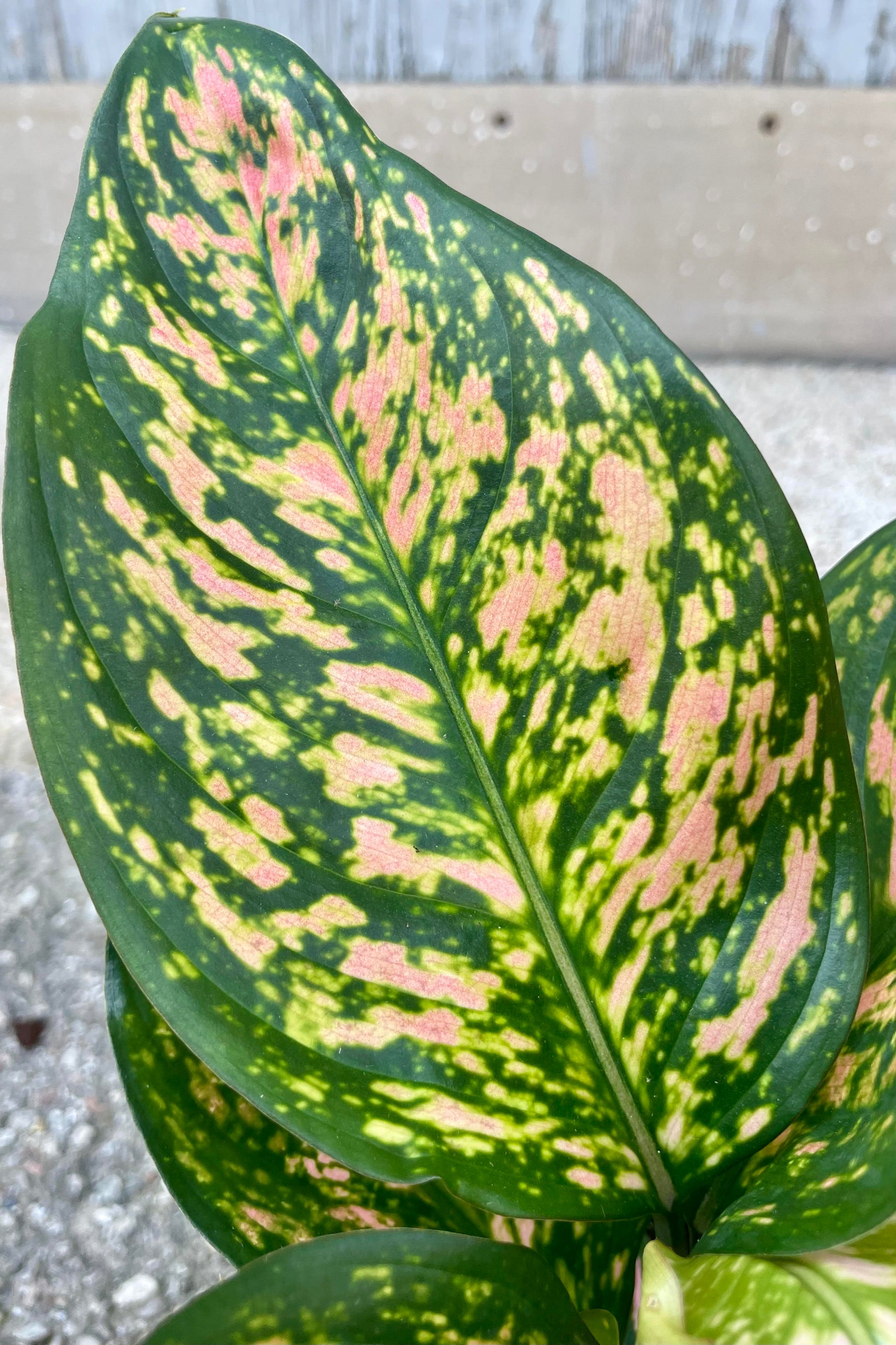 Close up photo of the leaf of Aglaonema 'Lady Valentine' with his bright green and pink mottled patterns. ©Sprout Home