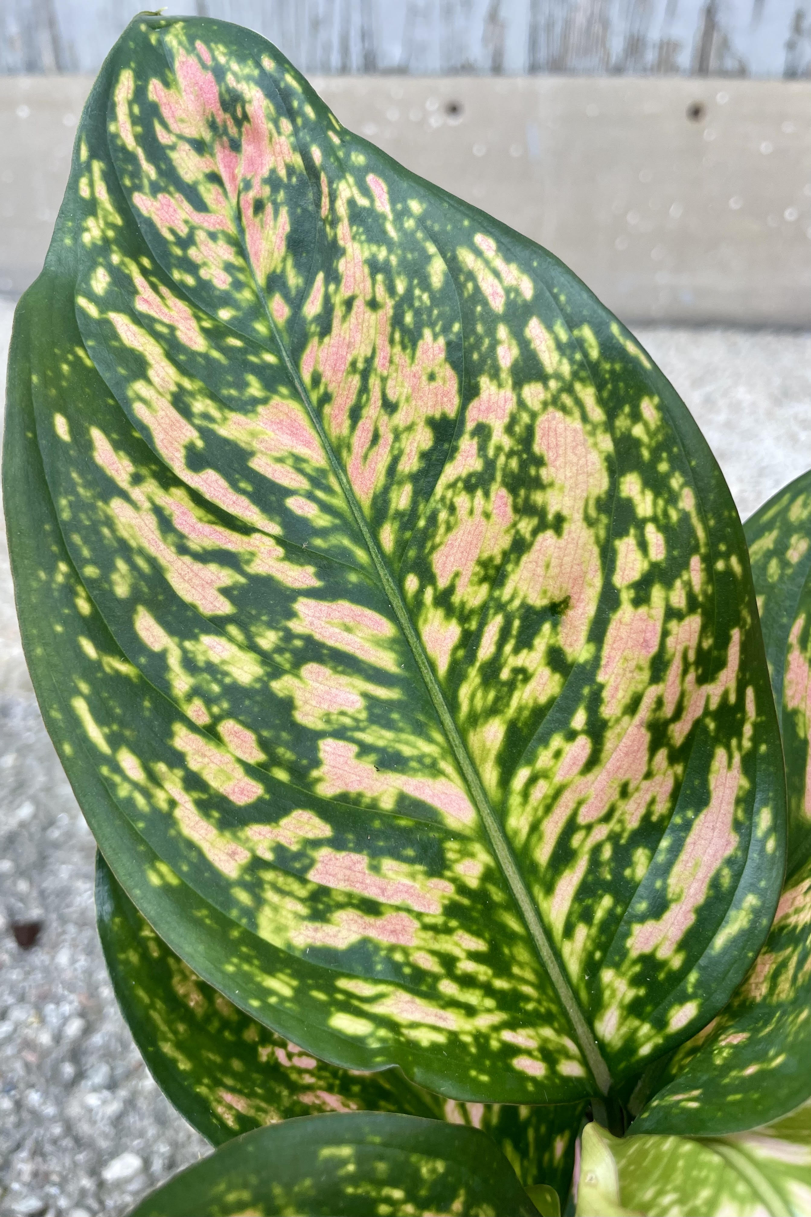 Close up photo of the leaf of Aglaonema 'Lady Valentine' with his bright green and pink mottled patterns.
