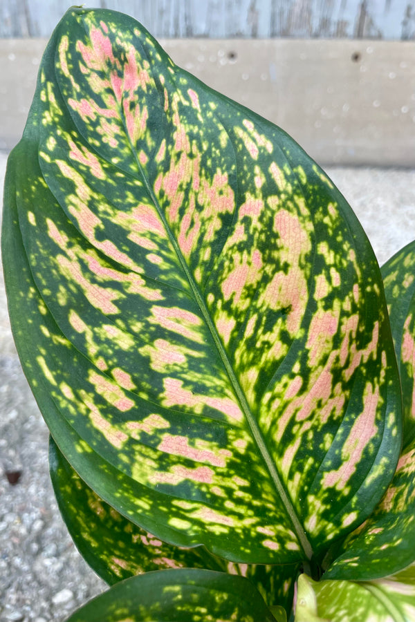 Close up photo of the leaf of Aglaonema 'Lady Valentine' with his bright green and pink mottled patterns.