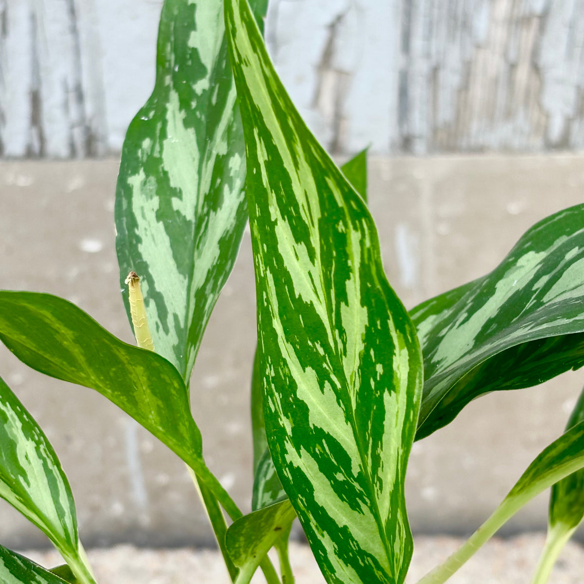 aglaonema asst Aglaonema 'Mondo Bay' 6