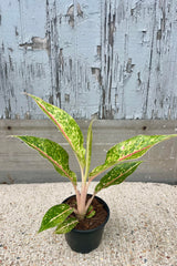 Photograph of an Aglaonema plant in a black pot against a gray background. The Aglaonema is 'Night Sparkle' and has bright stems and mottled leaves of green, cream and pink. 