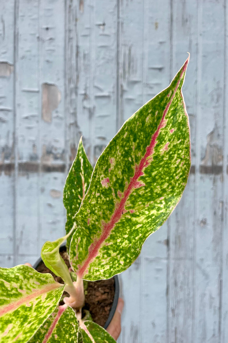 Close photo of the leave of Aglaonema 'Night Sparkle' against a gray wall. The leaves have a bright pink central veing and green leaves spotted with cream, yellow and pink.