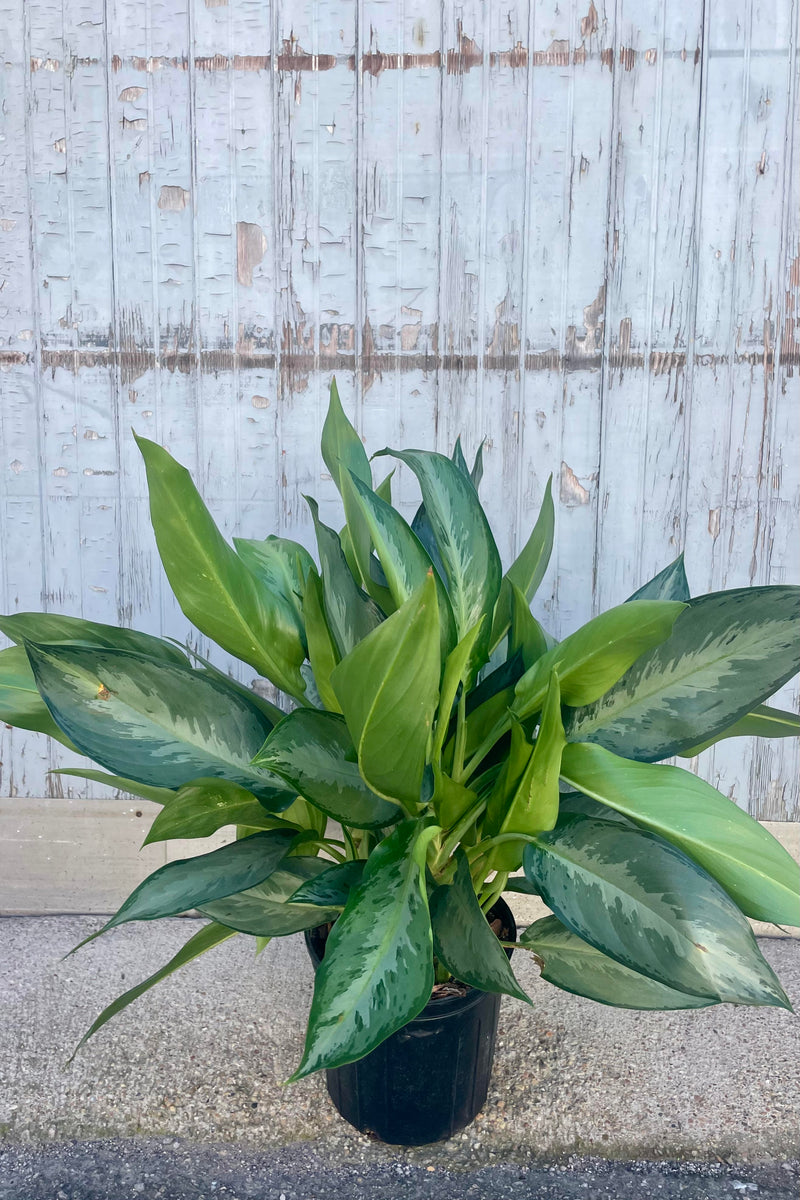 The Aglaonema 'Silverado' 10" sits against a grey wall in a growers pot.