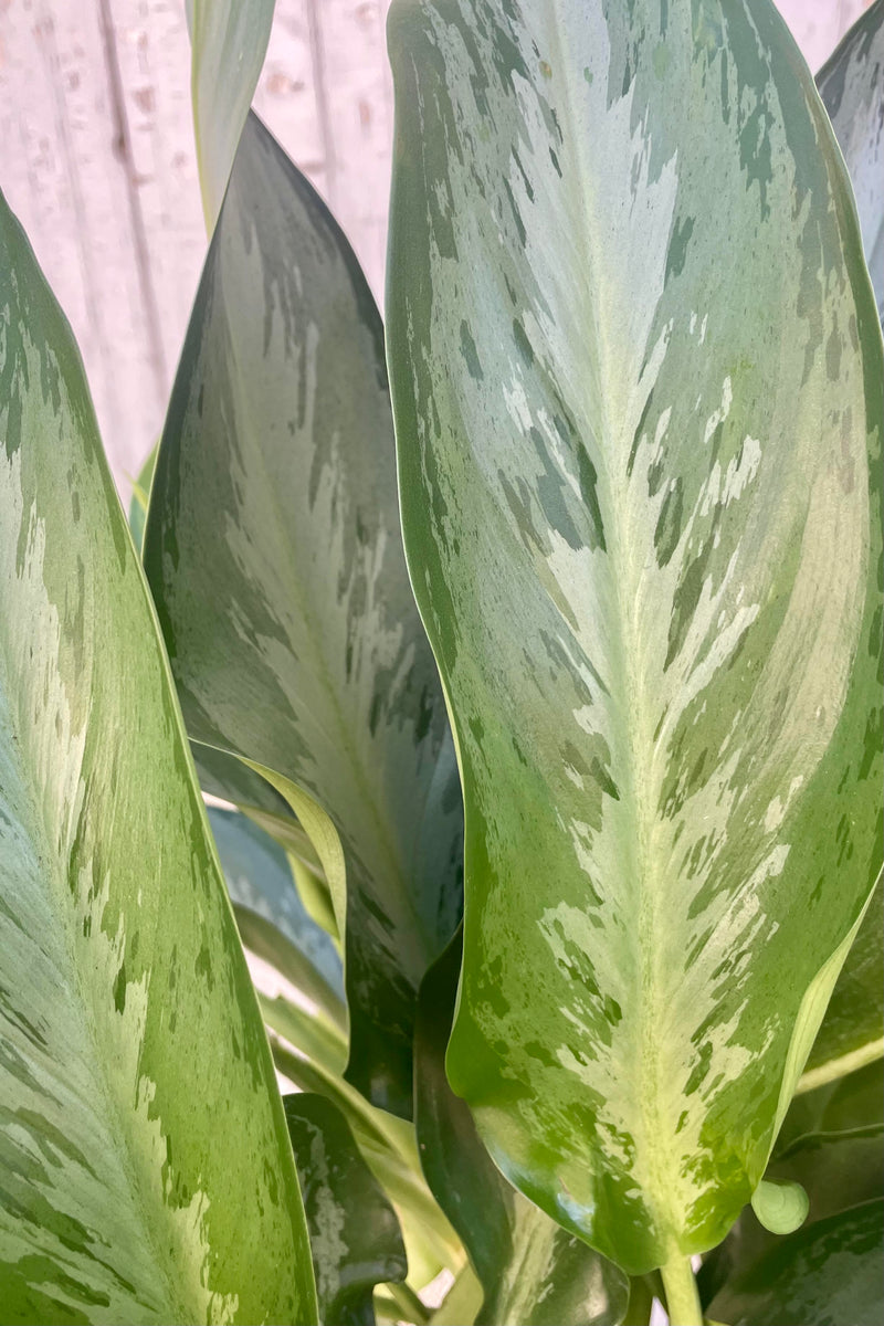 A detailed look at the Aglaonema 'Silverado' leaves which are dark green mottled with varying shades of green and silver.