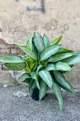 Photo of an Aglaonema 'Silverado' plant with broad green and silver leaves in a black pot against a concrete wall.