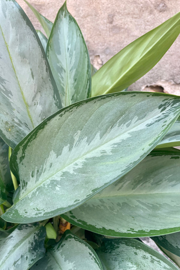 A close photo of broad silver and green leaves of Aglaonema 'Silverado' plant against a concrete wall.