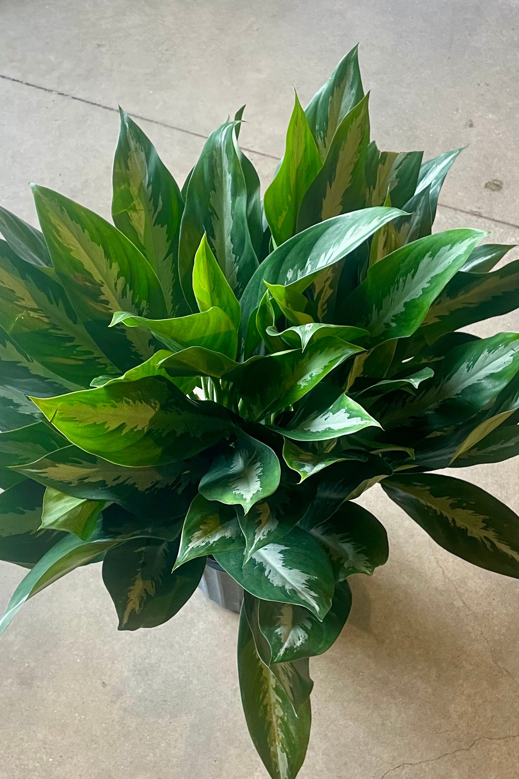 Photo of a lush green plant on a gray floor ©Sprout Home
