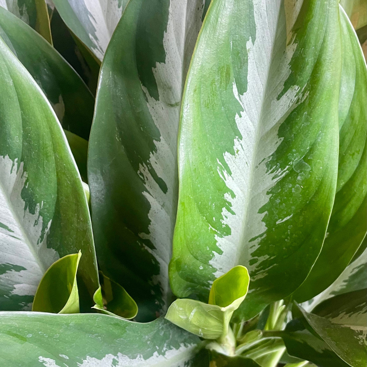 aglaonema green leaves Aglaonema 'Stiletto' 10" at SPROUT HOME