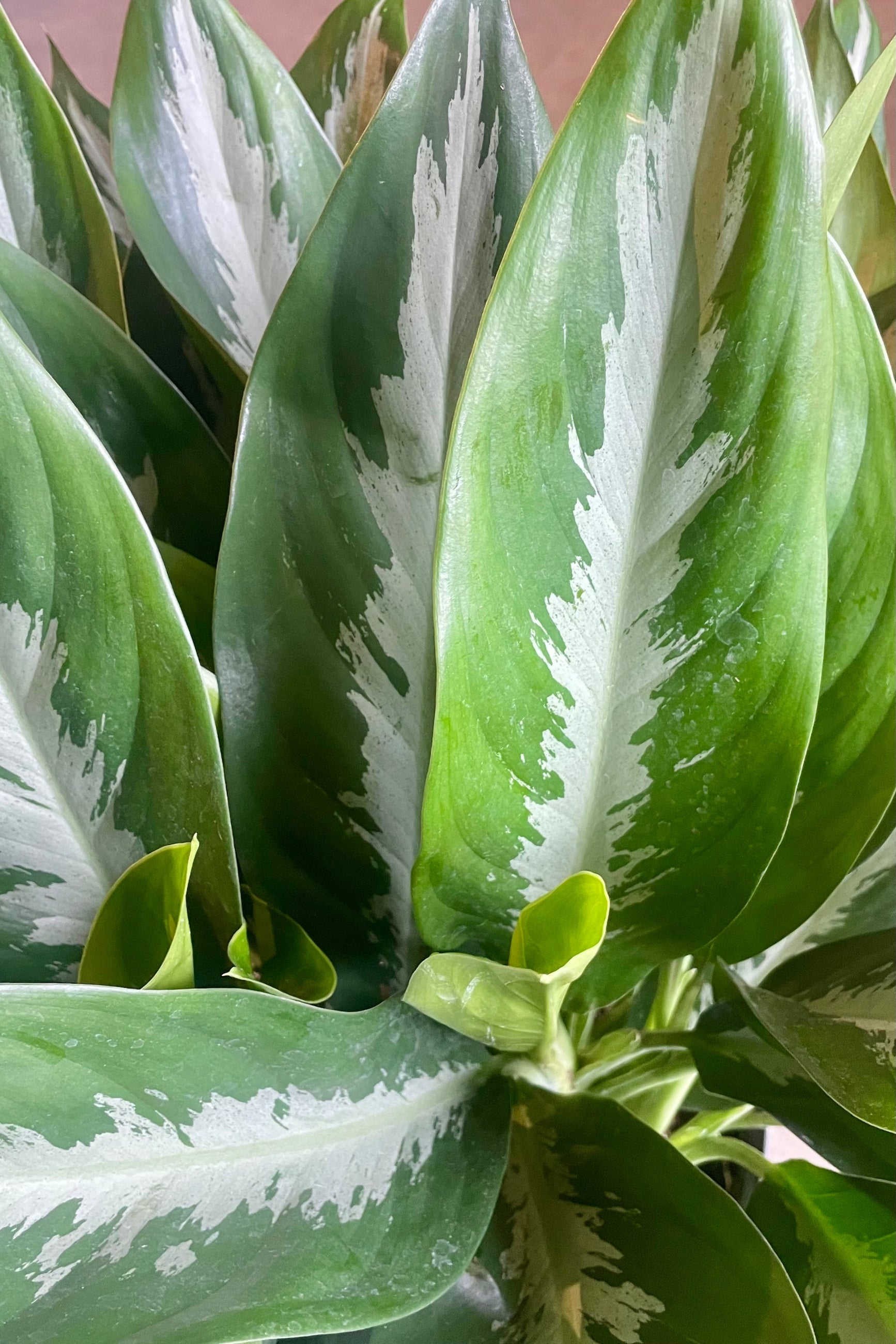Close-up of green and silver leaves ©Sprout Home