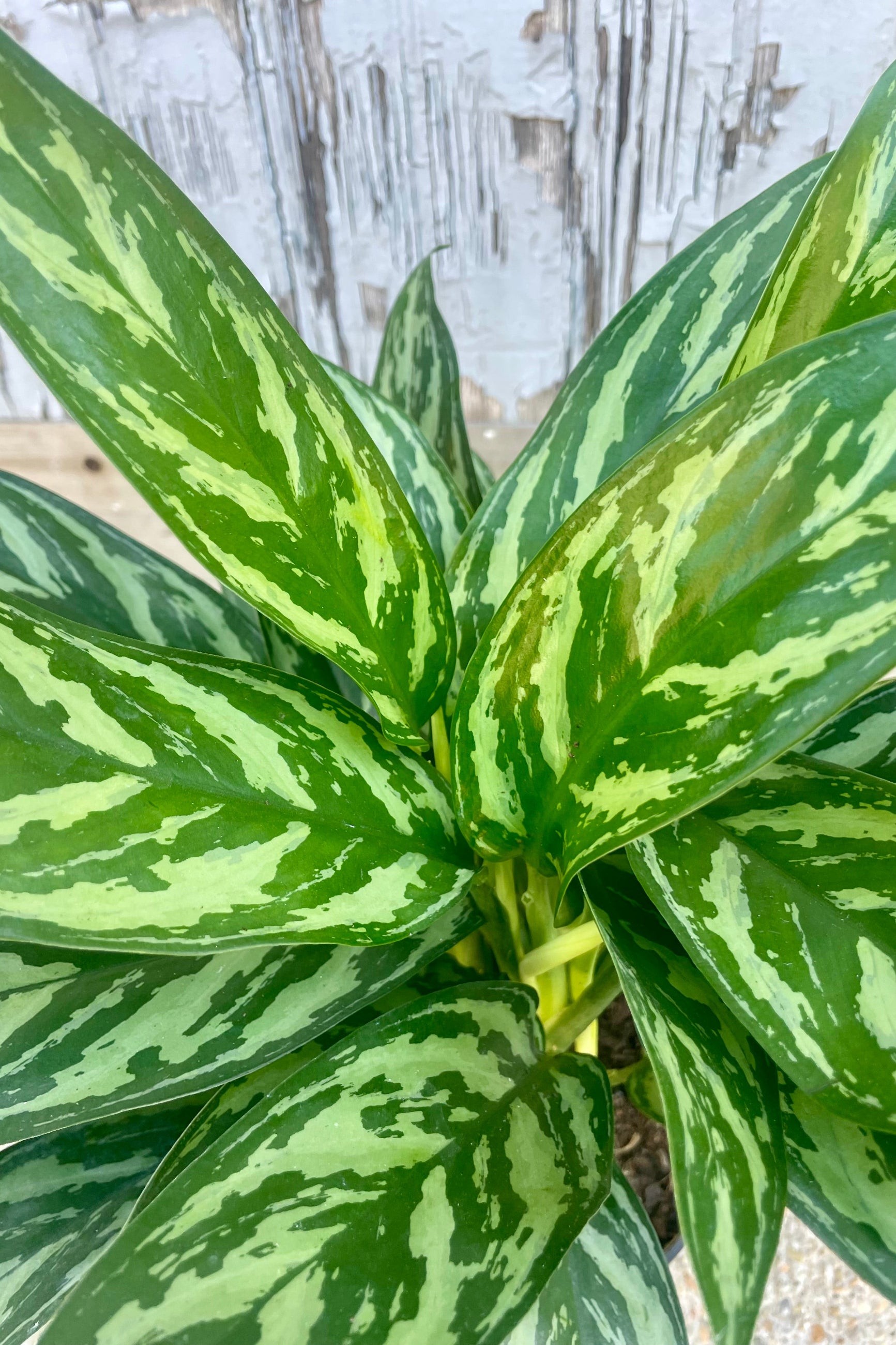 Close photo of mottled green Aglaonema leaves ©Sprout Home