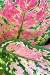 the Aglaonema 'Very Red' leaves up close showing the intricate red pink and green marbling on the leaves. 