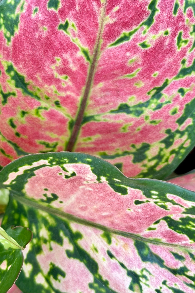 the Aglaonema 'Very Red' leaves up close showing the intricate red pink and green marbling on the leaves. 