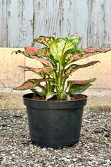 Aglaonema 'Very Red' in a #6 growers pot at eye level in front of a wood wall. 