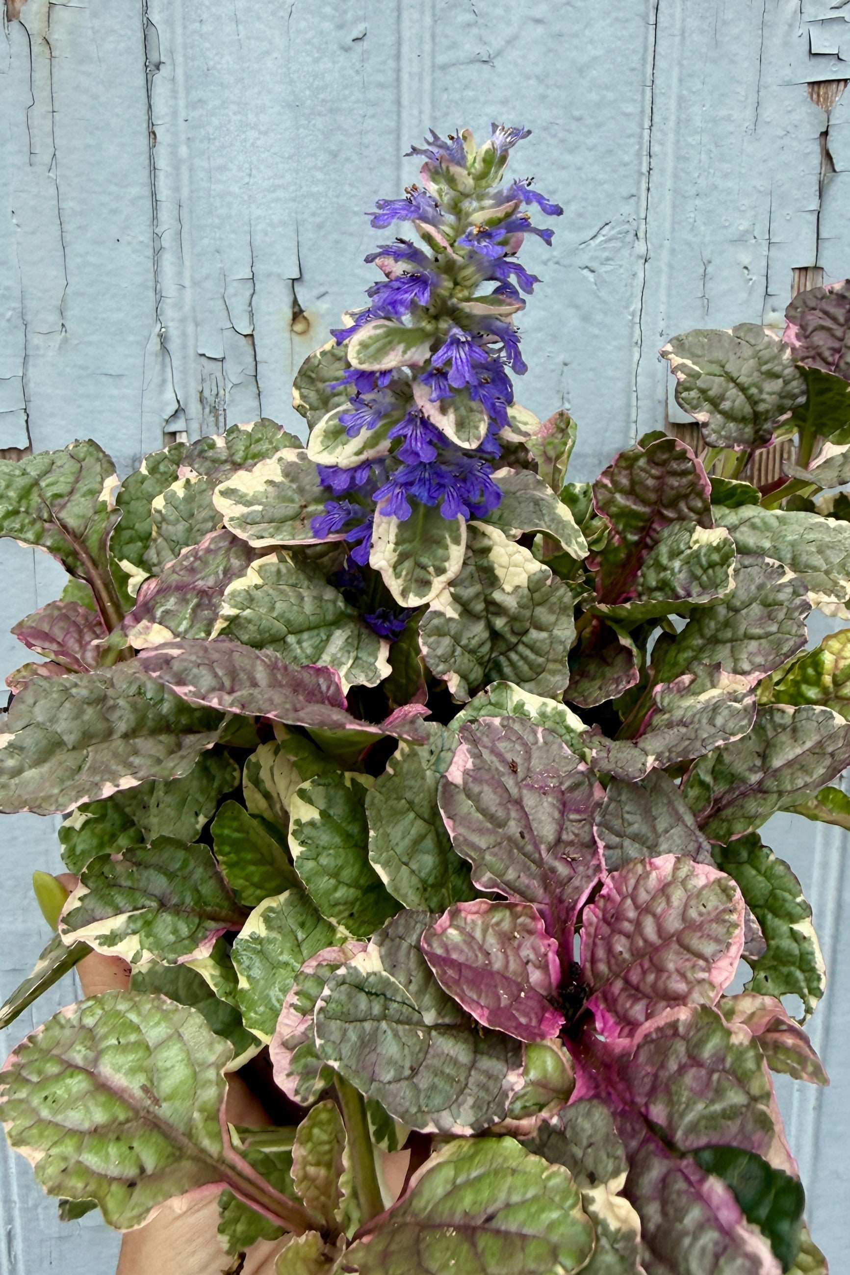 Ajuga 'Burgundy Glow' blooming the beginning of July ©Sprout Home