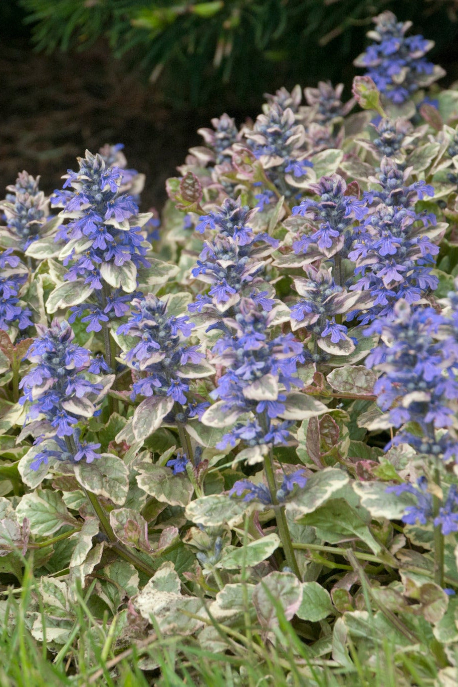 Ajuga 'Burgundy Glow' mature, in the landscape and blooming ©Walters Garden