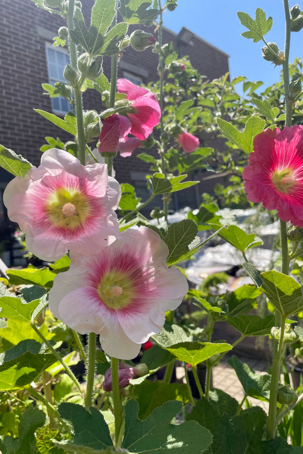 The multi colored flowers from pink to fuchsia on the Alcea 'Indian Spring' mid to late June.