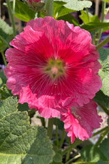 The sweet pink flower bloom of the Alcea 'Indian Spring' mid June.