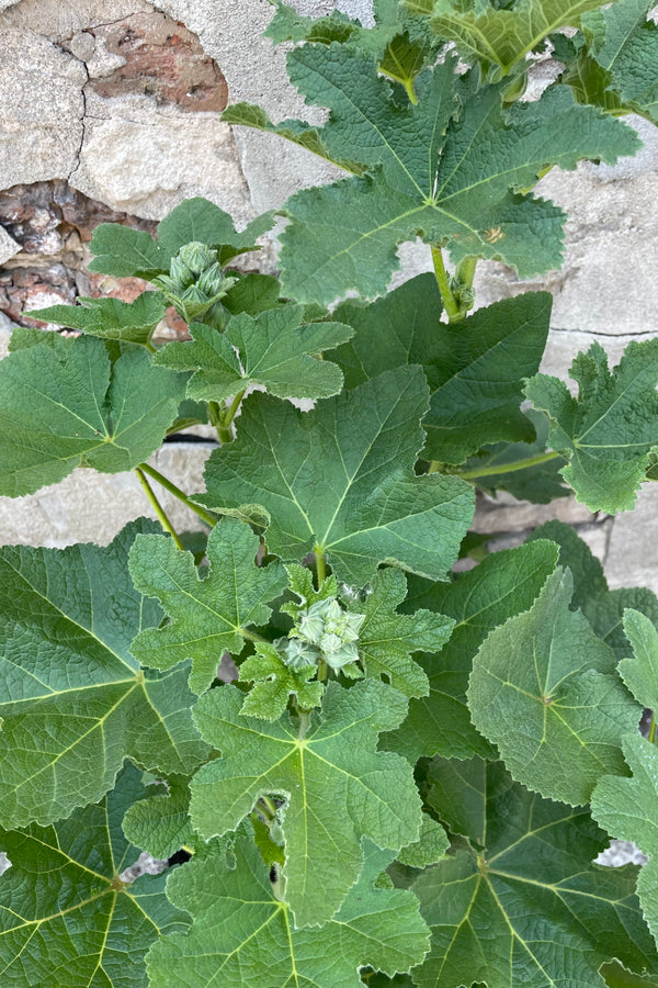 Alcea 'Indian Springs' up close showing the buds before they open and its wide palm like green foliage the beginning of June