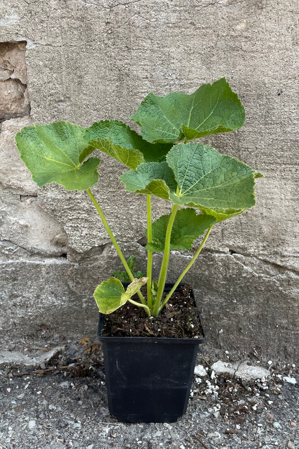 Alcea 'Charters Double' in a qt size pot the beginning of June before budding showing off the large green leaves.