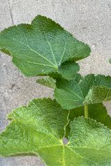 The large green thick leaves of the Alcea 'Charters Double'