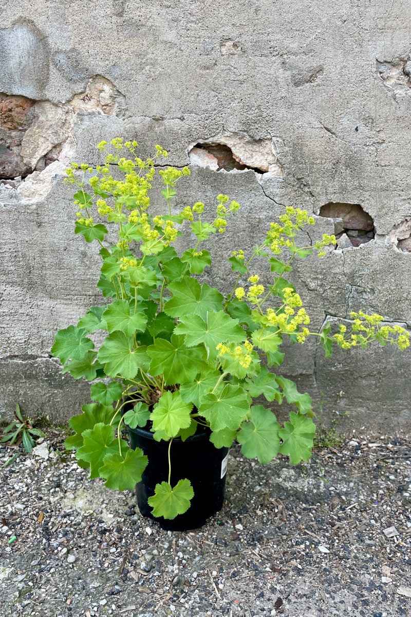 Alchemilla mollis in a #1 growers pot the end of May showing off its yellow bloom and light green leaves .