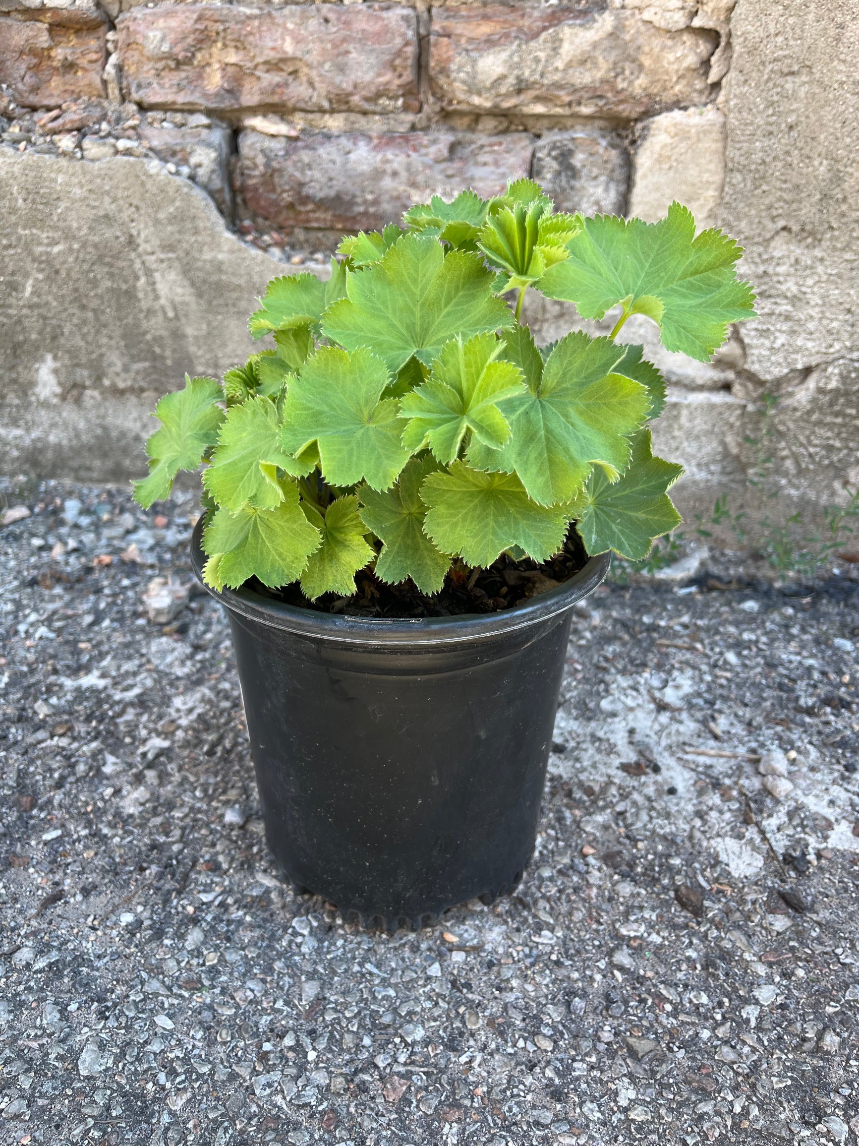 Alchemilla mollis, "Lady's Mantle" showing soft green foliage mid August at Sprout ©Sprout Home